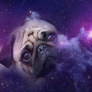 Meet your Posher, Elora